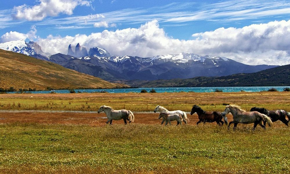 Discover the Magic of Horse Riding Holidays in Portugal