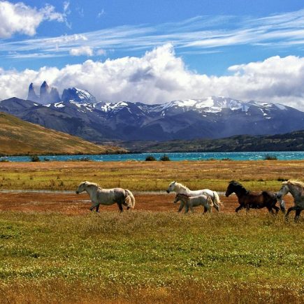 Discover the Magic of Horse Riding Holidays in Portugal