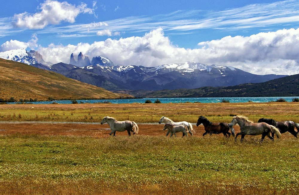 Discover the Magic of Horse Riding Holidays in Portugal