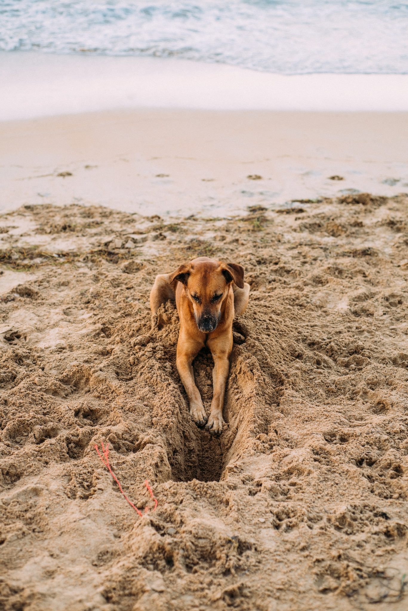 7 Common Dog Skin Problems and Their Treatments