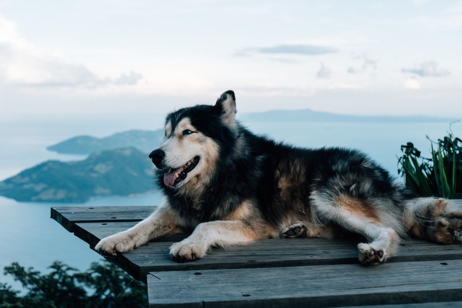 A serene husky resting on a mountain deck, overlooking vast ocean views under a clear sky.