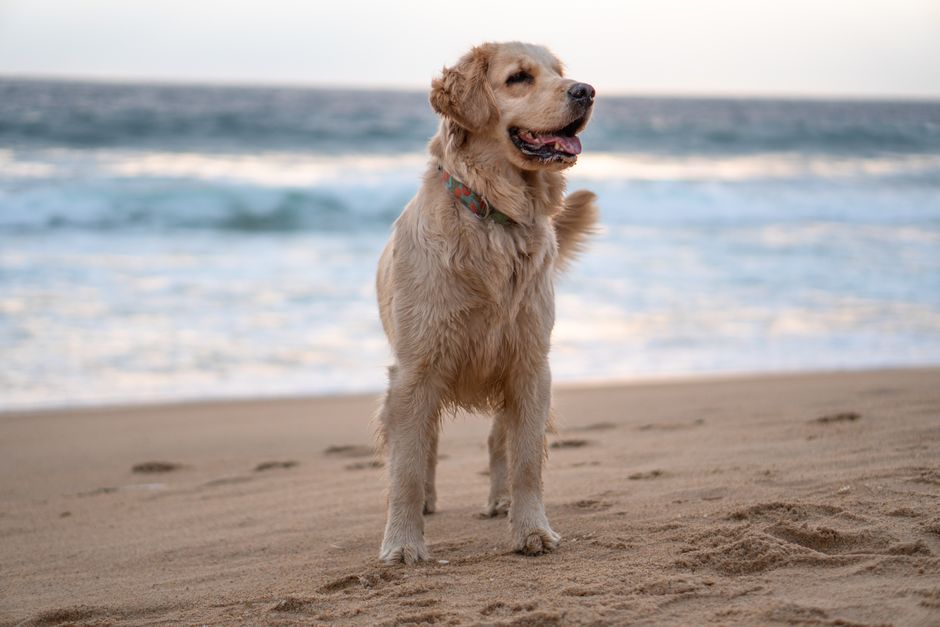 Golden Retriever on sandy beach with ocean waves in the background, capturing a serene and joyful moment.