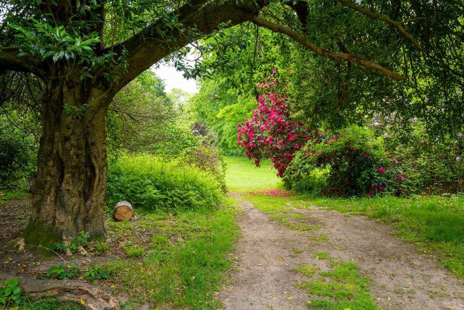 Tranquil path through an English garden with vibrant summer flora.