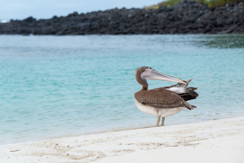 A Galapagos Brown Pelican standing on the sandy beach with clear turquoise water.