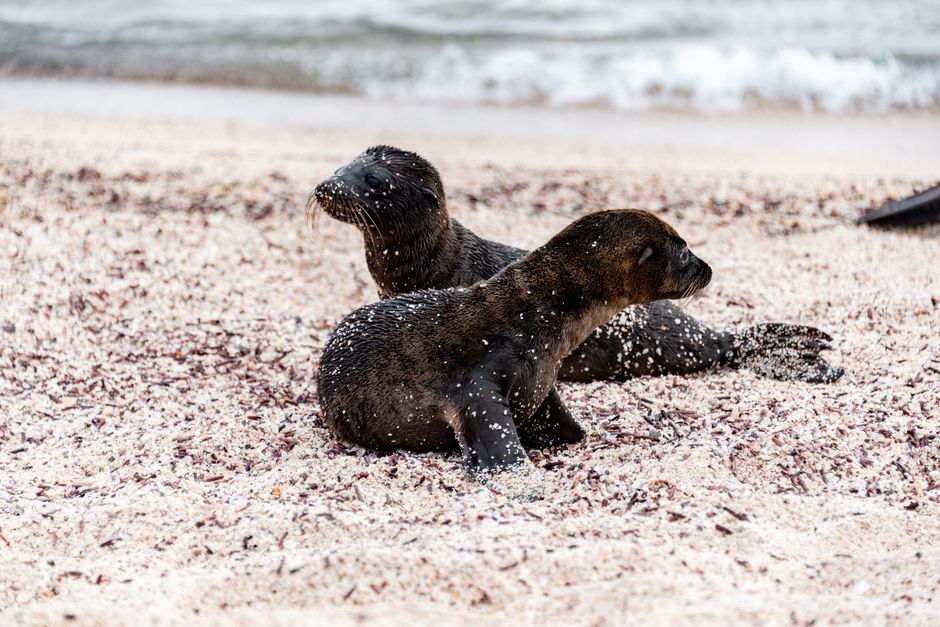 Two young sea lions resting on a sandy beach shoreline by the sea.