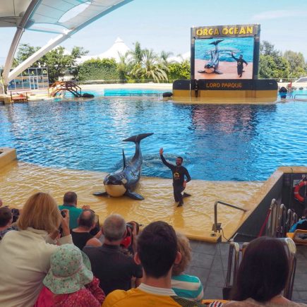 The Best Zoo in Europe – Loro Parque Tenerife